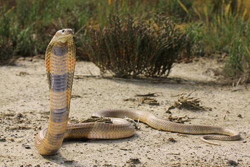 deadliest snakes, cobra