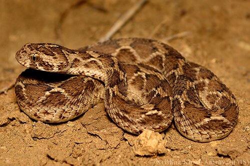deadliest snakes, saw scaled viper