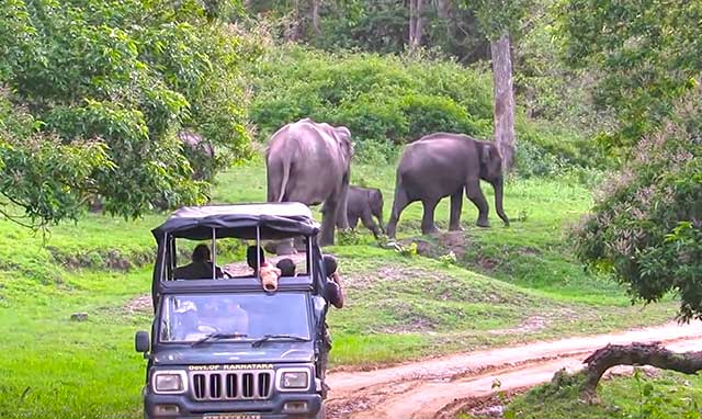 Bandipur forest image where 1 jeet follow the elephant 